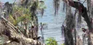 spot hidden Alligator