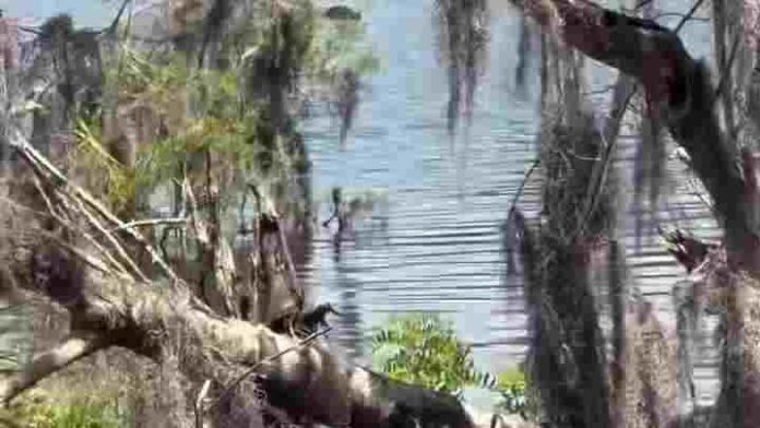 Picsart_26-05-25_21-26-31-269 spot hidden Alligator