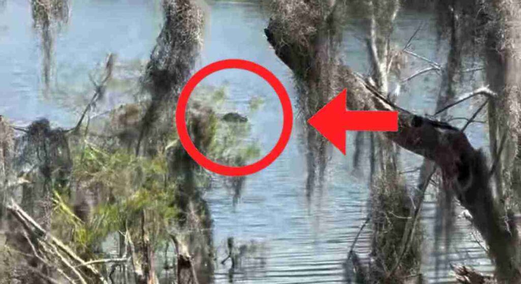 spot hidden Alligator Answer