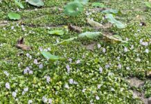 spot hidden Alligator