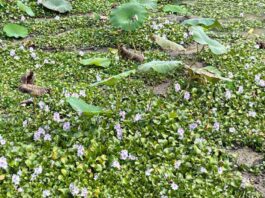 spot hidden Alligator