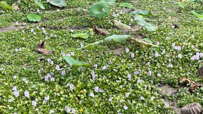 spot hidden Alligator spot hidden Alligator