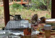 Spot Crocodile in This Picture: Is a Hidden Predator Crashing the Picnic?