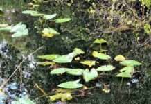 Spot Crocodile in This Picture: Can You Find the Hidden Predator Among the Lily Pads?