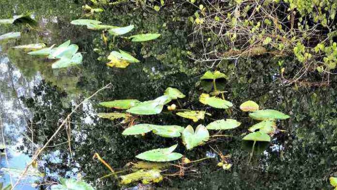Spot Crocodile In The Picture i