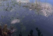 Spot Hidden Alligator In This Picture: Can You Find the Lurking Predator in This Swampy Scene? Spot Hidden Alligator In This Picture