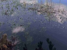 Spot Hidden Alligator In This Picture