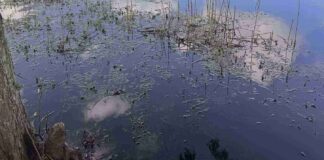 Spot Hidden Alligator In This Picture