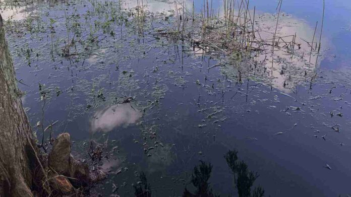 Spot Hidden Alligator In This Picture