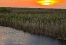 Spot Hidden Alligator In the Picture: A Thrilling Sunset Challenge in the Wetlands Spot Hidden Alligator In the Picture