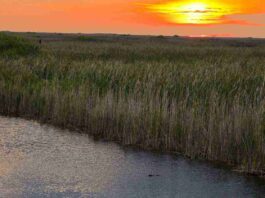 Spot Hidden Alligator In the Picture