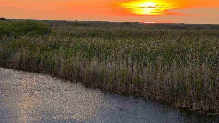 Spot Hidden Alligator In the Picture 1 Spot Hidden Alligator In the Picture