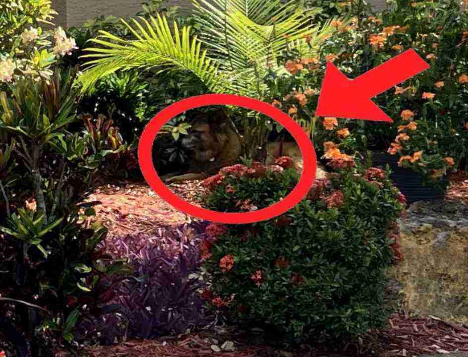 Spot the Hidden Dog in This Beautiful Garden 2 picsart 26 05 01 19 50 26 0286932132826342504894