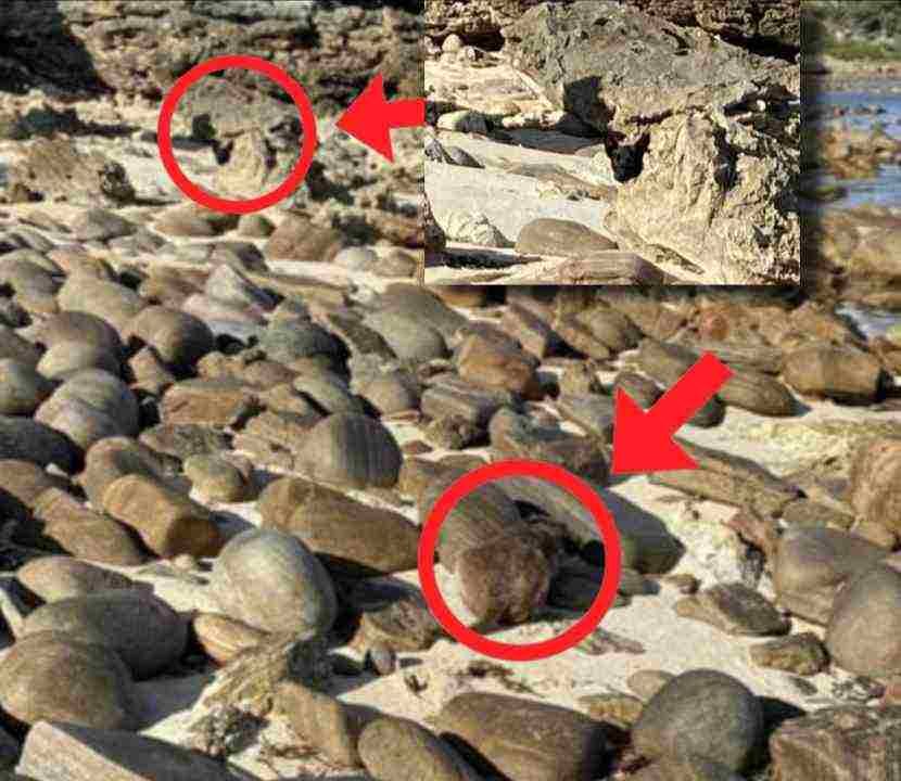 Spot the Two Hidden Dogs in This Rocky Beach Photo 2 picsart 26 05 02 15 23 48 4167351976844110252894 1
