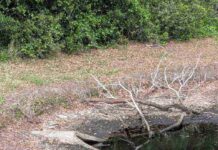 Find Hidden Crocodile in the Picture: Test Your Sharp Eyes in This Tricky Wetland Scene