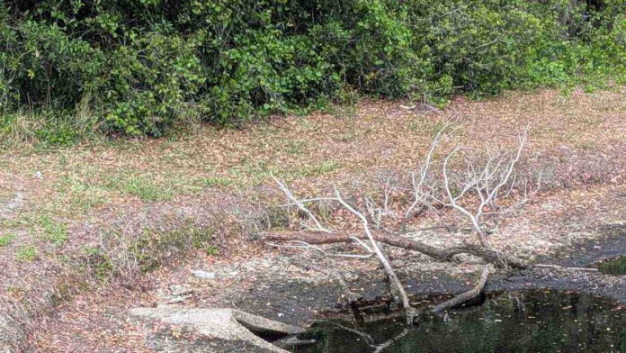 spot Crocodile in the picture