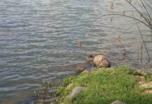Spot Hidden Alligator: Can You Find the Stealthy Predator in This Lakeside Scene?