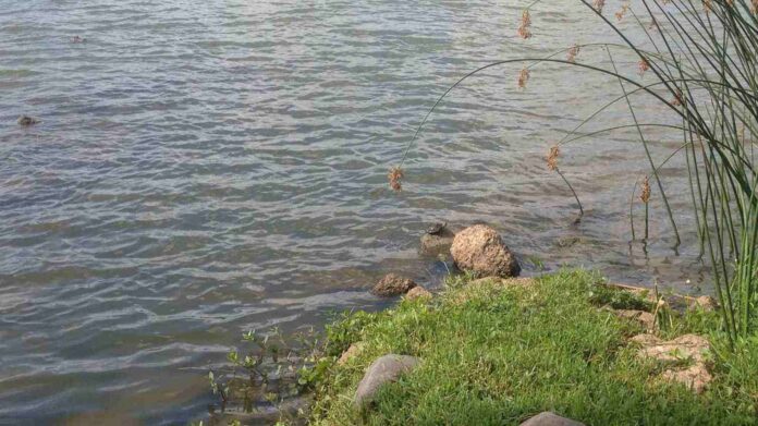spot hidden Alligator