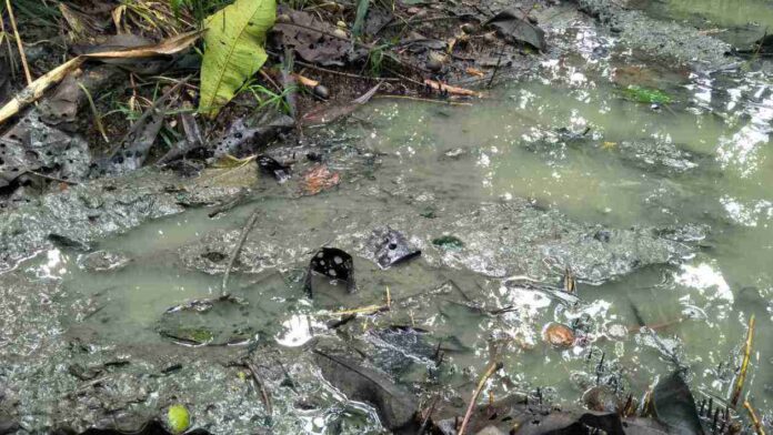 spot hidden croc
