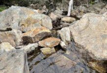 Spot Hidden Snake in the Picture: Test Your Eyes in This Rocky Creek Camouflage Challenge Spot Hidden Snake in the Picture
