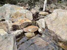 Spot Hidden Snake in the Picture