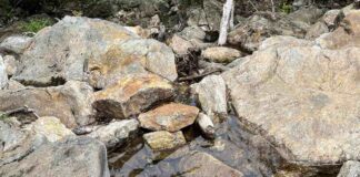 Spot Hidden Snake in the Picture