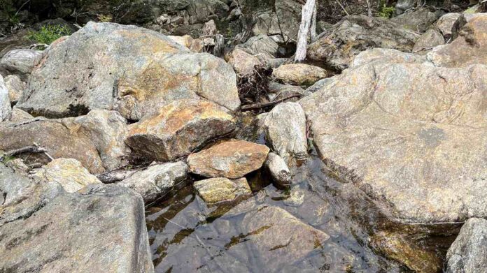 spot hidden snake Spot Hidden Snake in the Picture