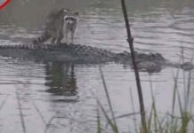 Raccoon Riding Alligator Goes Viral